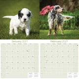 English Setter Wall Calendar 2027 - 12" x 12" Monthly Elegant Feathered Belton & English Setter Gundog Calendar
