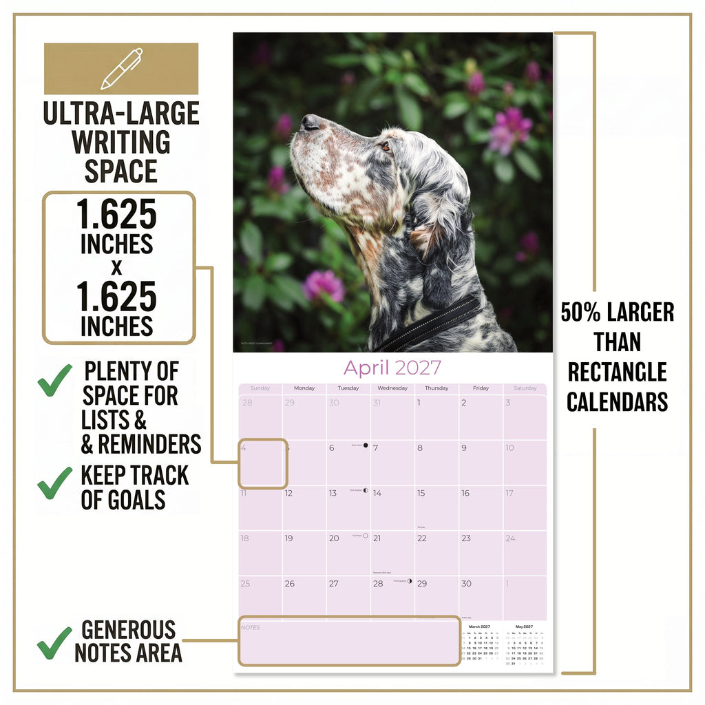 English Setter Wall Calendar 2027 - 12" x 12" Monthly Elegant Feathered Belton & English Setter Gundog Calendar