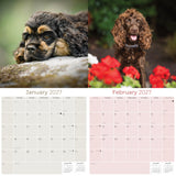 English Cocker Spaniel Wall Calendar 2027 - 12" x 12" Monthly Elegant English Cocker & Long-Eared Gundog Calendar