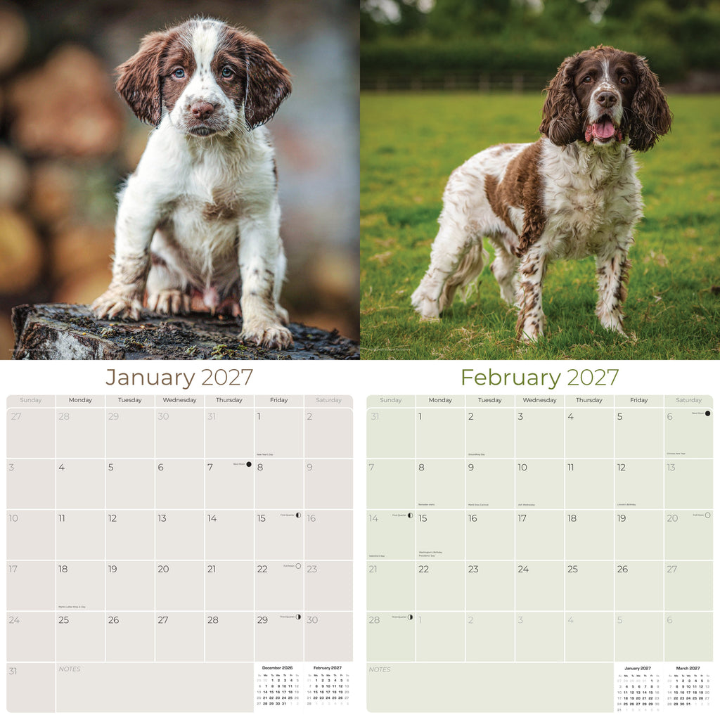 English Springer Spaniel (Euro) Wall Calendar 2027 - 12" x 12" Monthly Athletic European Springer Spaniel Field Dog Calendar