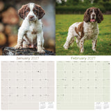 English Springer Spaniel (Euro) Wall Calendar 2027 - 12" x 12" Monthly Athletic European Springer Spaniel Field Dog Calendar
