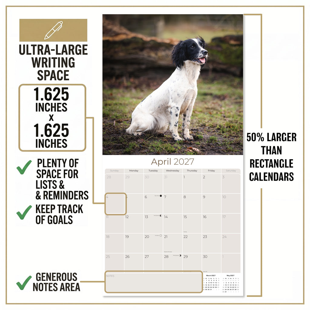 English Springer Spaniel (Euro) Wall Calendar 2027 - 12" x 12" Monthly Athletic European Springer Spaniel Field Dog Calendar