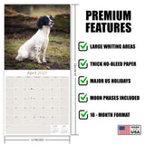 English Springer Spaniel (Euro) Wall Calendar 2027 - 12" x 12" Monthly Athletic European Springer Spaniel Field Dog Calendar