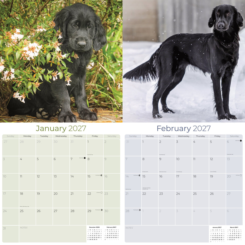 Flatcoated Retriever Wall Calendar 2027 - 12" x 12" Monthly Sleek Black Flattie Sporting Gundog Breed Calendar