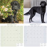 Flatcoated Retriever Wall Calendar 2027 - 12" x 12" Monthly Sleek Black Flattie Sporting Gundog Breed Calendar
