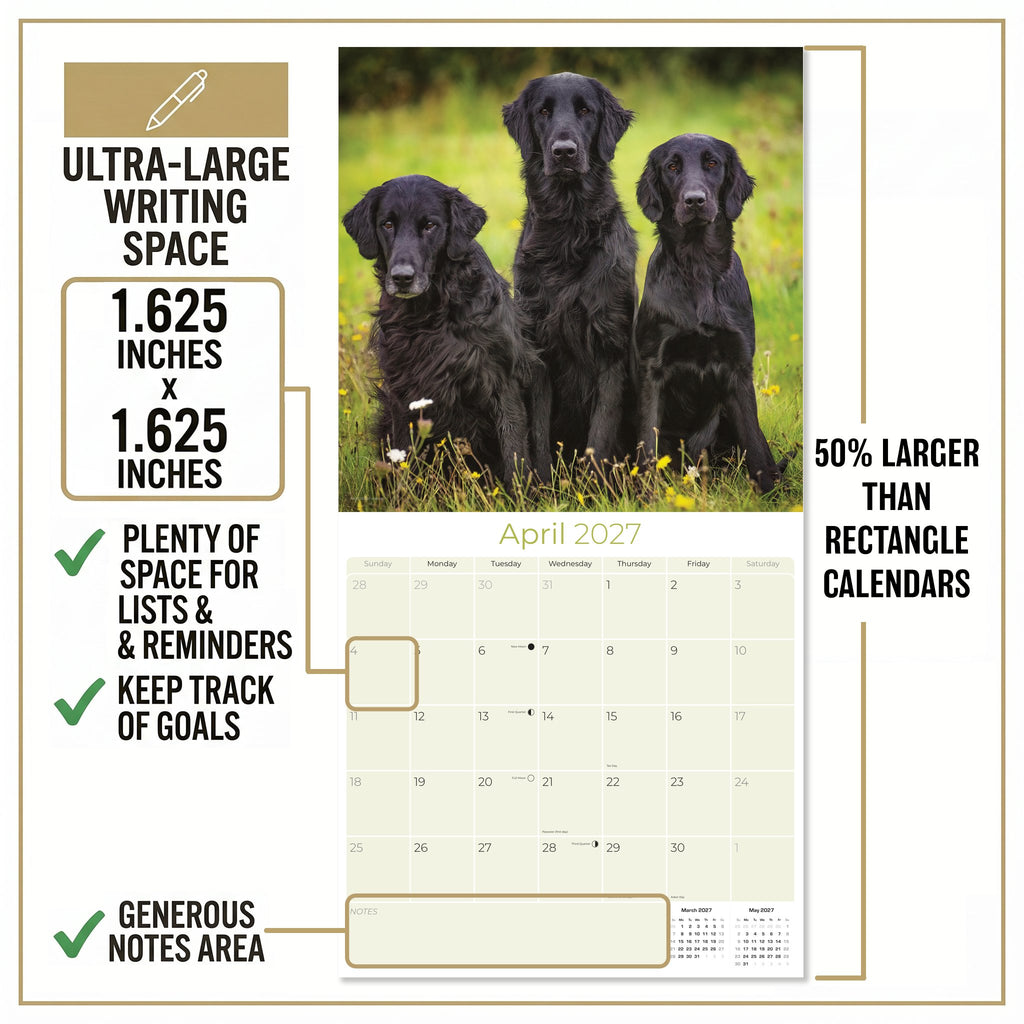 Flatcoated Retriever Wall Calendar 2027 - 12" x 12" Monthly Sleek Black Flattie Sporting Gundog Breed Calendar