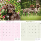 German Shorthaired Pointer Wall Calendar 2027 - 12" x 12" Monthly Athletic GSP Pointer & Liver Ticked Gundog Calendar