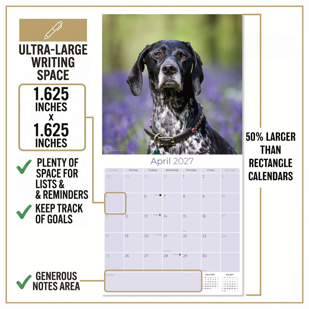 German Shorthaired Pointer Wall Calendar 2027 - 12" x 12" Monthly Athletic GSP Pointer & Liver Ticked Gundog Calendar