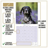 German Shorthaired Pointer Wall Calendar 2027 - 12" x 12" Monthly Athletic GSP Pointer & Liver Ticked Gundog Calendar