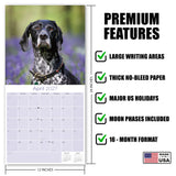 German Shorthaired Pointer Wall Calendar 2027 - 12" x 12" Monthly Athletic GSP Pointer & Liver Ticked Gundog Calendar