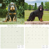 Gordon Setter Wall Calendar 2027 - 12" x 12" Monthly Heavy Black & Tan Gordon Setter Gundog Calendar