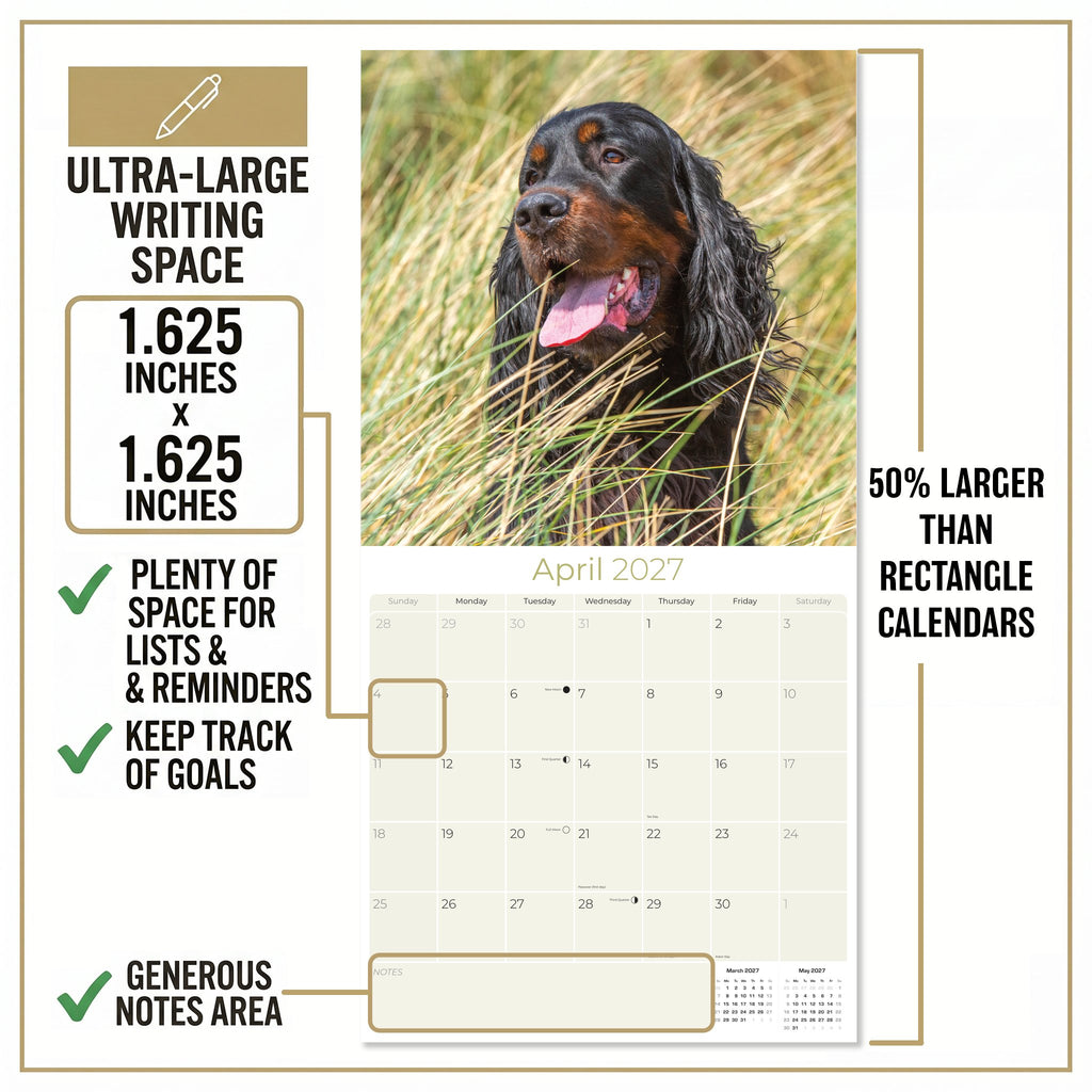 Gordon Setter Wall Calendar 2027 - 12" x 12" Monthly Heavy Black & Tan Gordon Setter Gundog Calendar