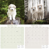 Great Pyrenees Wall Calendar 2027 - 12" x 12" Monthly Noble Pure-White Livestock Guardian Mountain Dog Calendar