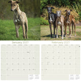Greyhound Wall Calendar 2027 - 12" x 12" Monthly Sleek Aerodynamic Racing & Athletic Sighthound Calendar