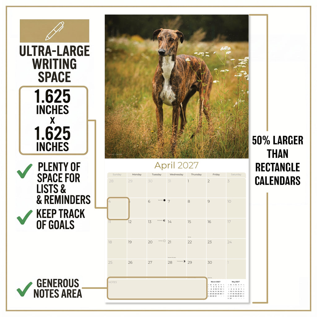 Greyhound Wall Calendar 2027 - 12" x 12" Monthly Sleek Aerodynamic Racing & Athletic Sighthound Calendar
