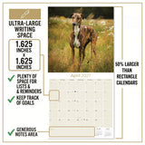 Greyhound Wall Calendar 2027 - 12" x 12" Monthly Sleek Aerodynamic Racing & Athletic Sighthound Calendar