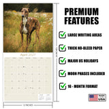 Greyhound Wall Calendar 2027 - 12" x 12" Monthly Sleek Aerodynamic Racing & Athletic Sighthound Calendar