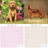 Irish Setter Wall Calendar 2027 - 12" x 12" Monthly Elegant Mahogany & Feathered Red Setter Gundog Calendar