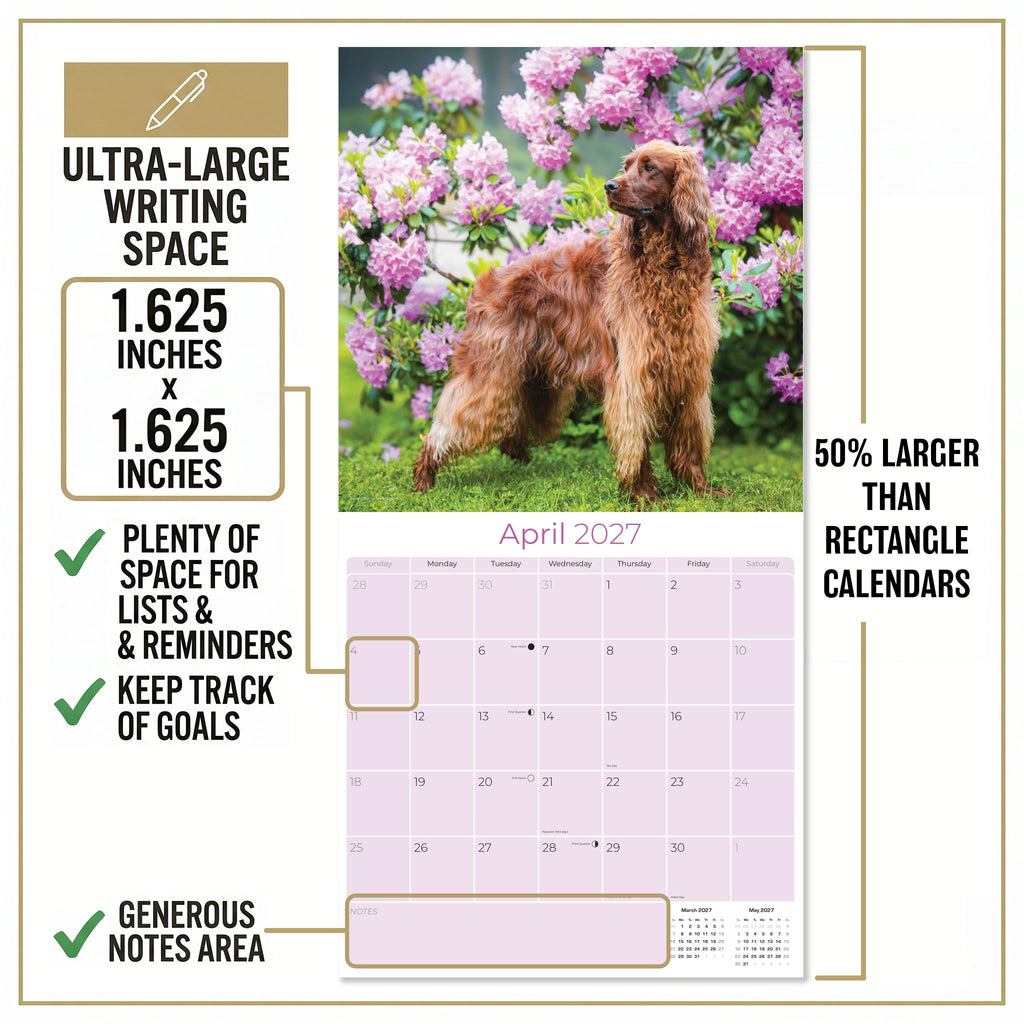 Irish Setter Wall Calendar 2027 - 12" x 12" Monthly Elegant Mahogany & Feathered Red Setter Gundog Calendar