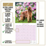 Irish Setter Wall Calendar 2027 - 12" x 12" Monthly Elegant Mahogany & Feathered Red Setter Gundog Calendar