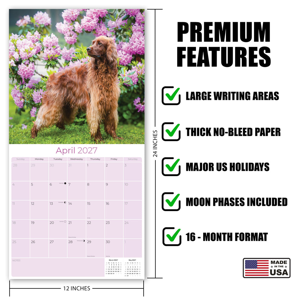 Irish Setter Wall Calendar 2027 - 12" x 12" Monthly Elegant Mahogany & Feathered Red Setter Gundog Calendar