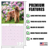 Irish Setter Wall Calendar 2027 - 12" x 12" Monthly Elegant Mahogany & Feathered Red Setter Gundog Calendar