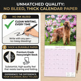 Irish Setter Wall Calendar 2027 - 12" x 12" Monthly Elegant Mahogany & Feathered Red Setter Gundog Calendar