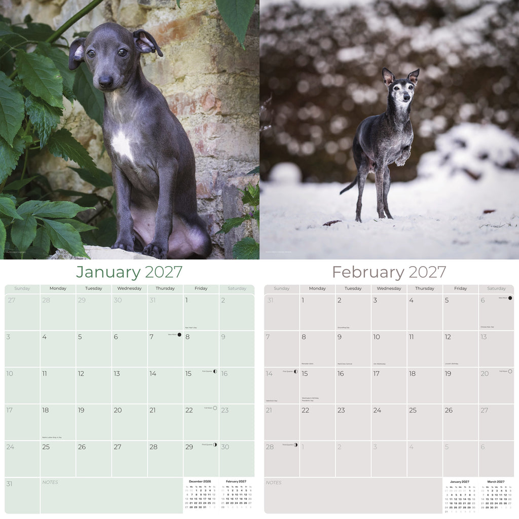 Italian Greyhound Wall Calendar 2027 - 12" x 12" Monthly Sleek Miniature & Graceful Sighthound Toy Calendar