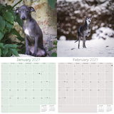 Italian Greyhound Wall Calendar 2027 - 12" x 12" Monthly Sleek Miniature & Graceful Sighthound Toy Calendar