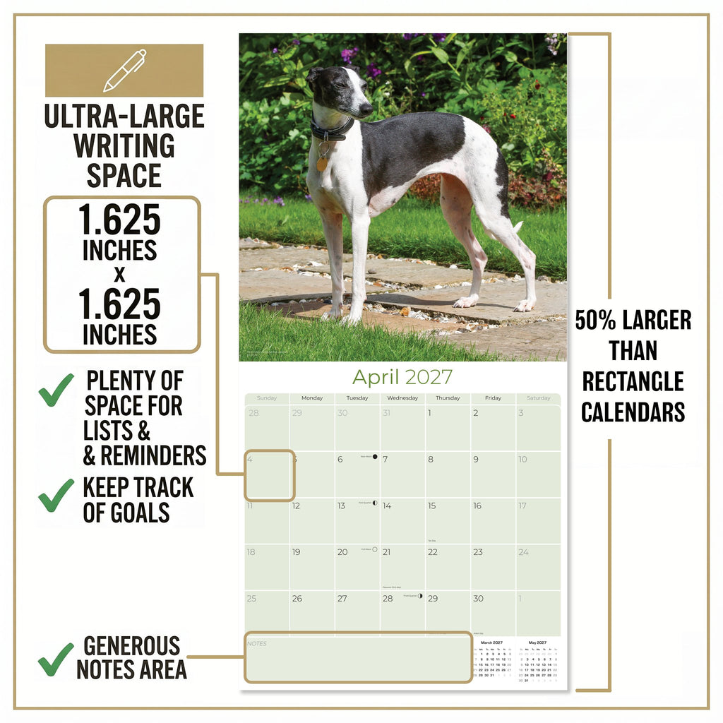 Italian Greyhound Wall Calendar 2027 - 12" x 12" Monthly Sleek Miniature & Graceful Sighthound Toy Calendar