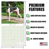 Italian Greyhound Wall Calendar 2027 - 12" x 12" Monthly Sleek Miniature & Graceful Sighthound Toy Calendar