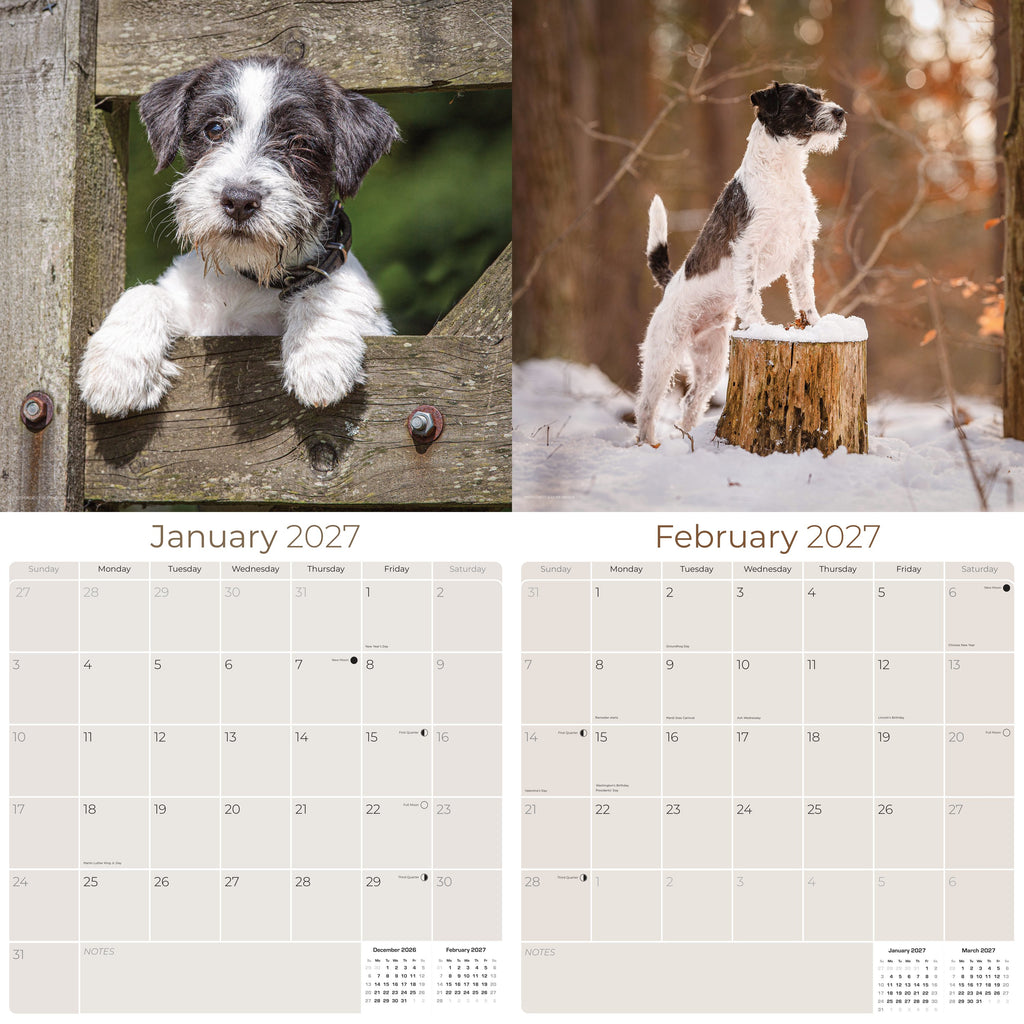 Jack Russell Wall Calendar 2027 - 12" x 12" Monthly Feisty & Spirited Working Terrier Breed Calendar