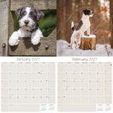 Jack Russell Wall Calendar 2027 - 12" x 12" Monthly Feisty & Spirited Working Terrier Breed Calendar