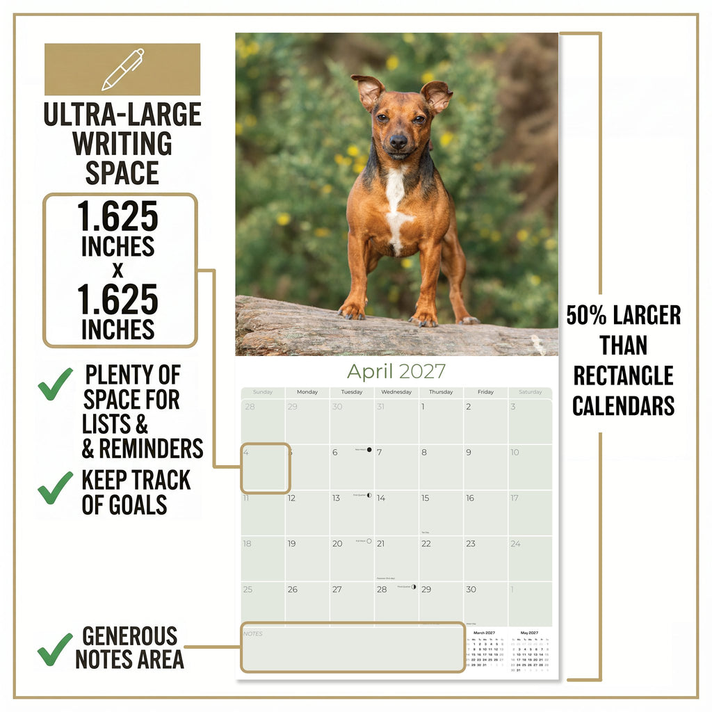 Jack Russell Wall Calendar 2027 - 12" x 12" Monthly Feisty & Spirited Working Terrier Breed Calendar