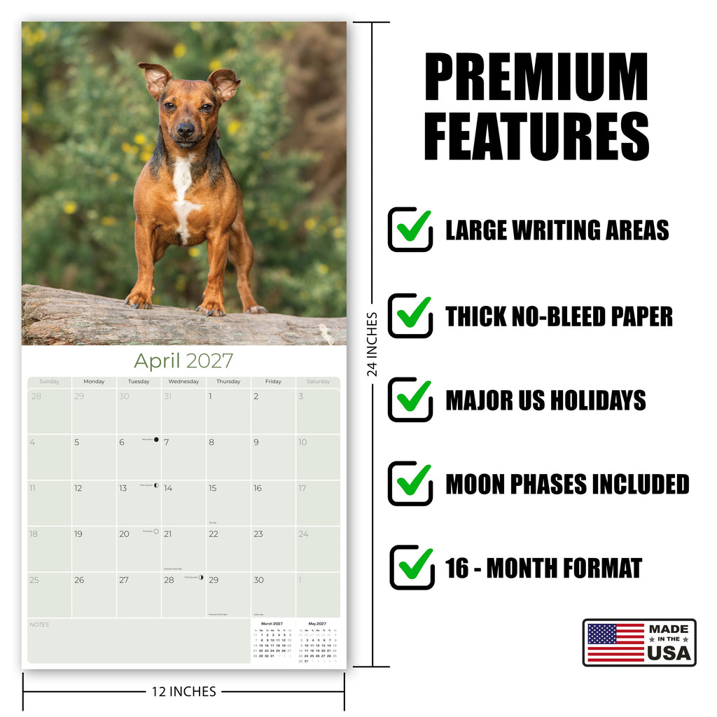 Jack Russell Wall Calendar 2027 - 12" x 12" Monthly Feisty & Spirited Working Terrier Breed Calendar