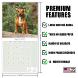 Jack Russell Wall Calendar 2027 - 12" x 12" Monthly Feisty & Spirited Working Terrier Breed Calendar