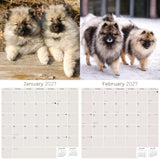 Keeshond Wall Calendar 2027 - 12" x 12" Monthly Plush Silver-Grey & Smiling Spitz Companion Calendar