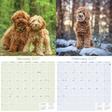 Labradoodle Wall Calendar 2027 - 12" x 12" Monthly Shaggy Teddy-Bear & Sweet Designer Cocker Poodle Hybrid Calendar