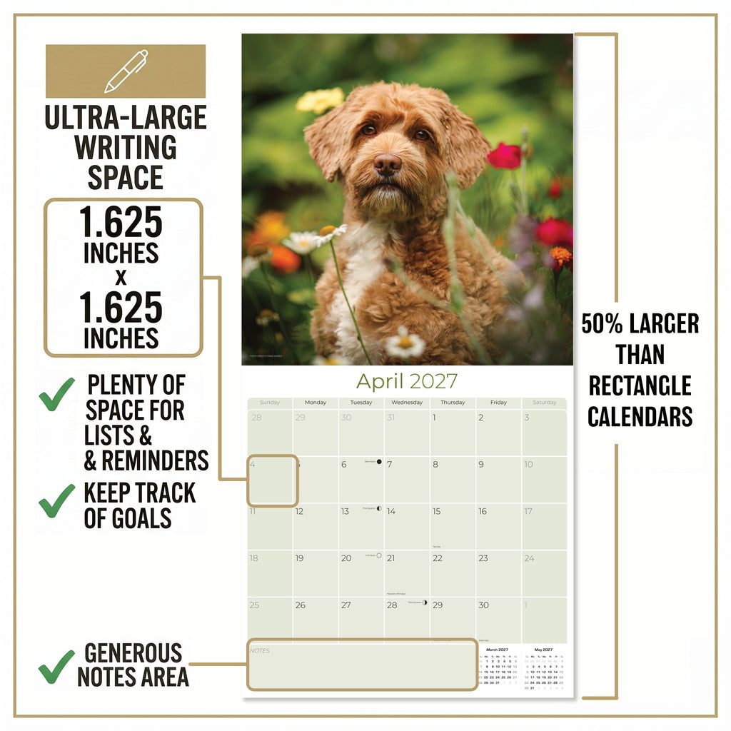 Labradoodle Wall Calendar 2027 - 12" x 12" Monthly Shaggy Teddy-Bear & Sweet Designer Cocker Poodle Hybrid Calendar