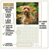 Labradoodle Wall Calendar 2027 - 12" x 12" Monthly Shaggy Teddy-Bear & Sweet Designer Cocker Poodle Hybrid Calendar