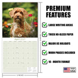 Labradoodle Wall Calendar 2027 - 12" x 12" Monthly Shaggy Teddy-Bear & Sweet Designer Cocker Poodle Hybrid Calendar