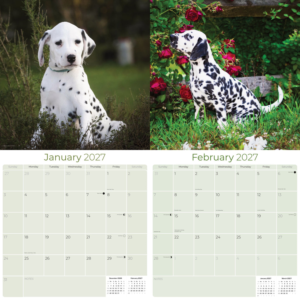 Dalmatian Puppies Wall Calendar 2027 - 12" x 12" Monthly Heartwarming Spotted Dalmatian Puppy Art Calendar