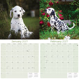 Dalmatian Puppies Wall Calendar 2027 - 12" x 12" Monthly Heartwarming Spotted Dalmatian Puppy Art Calendar