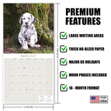 Dalmatian Puppies Wall Calendar 2027 - 12" x 12" Monthly Heartwarming Spotted Dalmatian Puppy Art Calendar