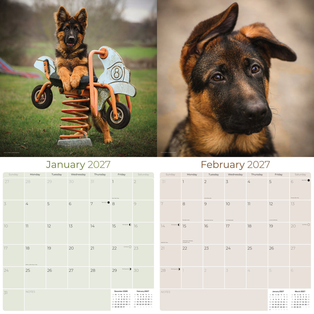 German Shepherd Puppies Wall Calendar 2027 - 12" x 12" Monthly Heartwarming GSD Puppy & Fluffy Shepherd Cub Calendar