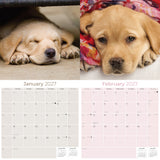 Yellow Labrador Retriever Puppies Wall Calendar 2027 - 12" x 12" Monthly Adorable & Playful Yellow Lab Puppy Breed Calendar
