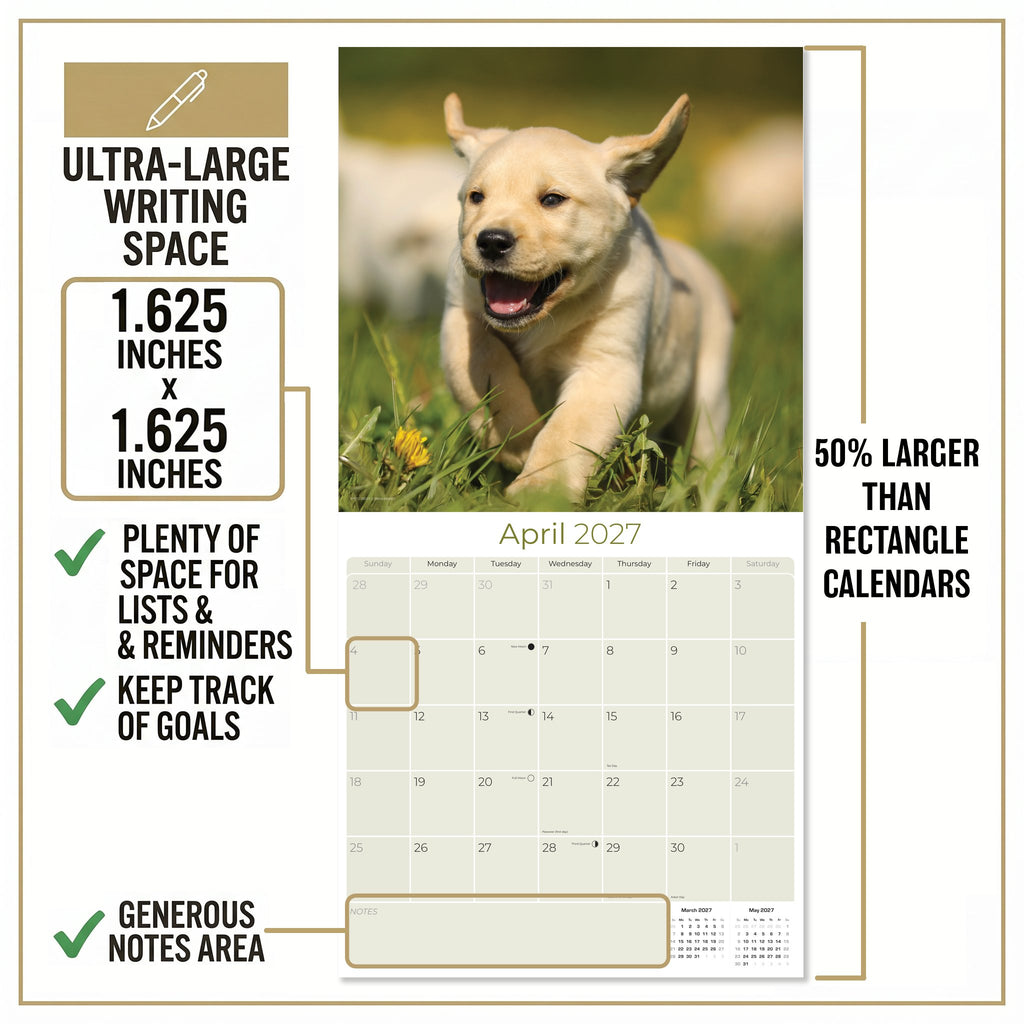Yellow Labrador Retriever Puppies Wall Calendar 2027 - 12" x 12" Monthly Adorable & Playful Yellow Lab Puppy Breed Calendar