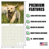 Yellow Labrador Retriever Puppies Wall Calendar 2027 - 12" x 12" Monthly Adorable & Playful Yellow Lab Puppy Breed Calendar