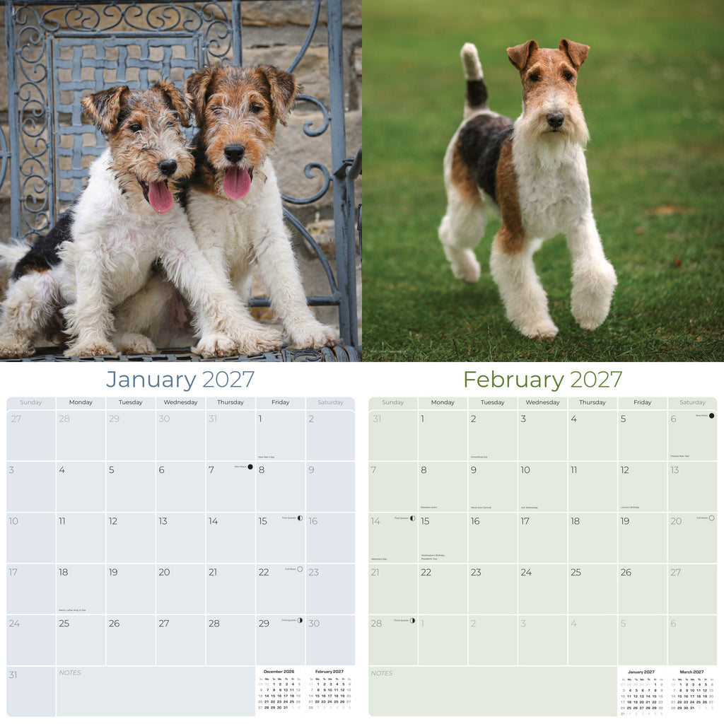 Fox Terrier (Wirehaired) Wall Calendar 2027 - 12" x 12" Monthly Spirited Wire Hair Terrier Dog Breed Calendar