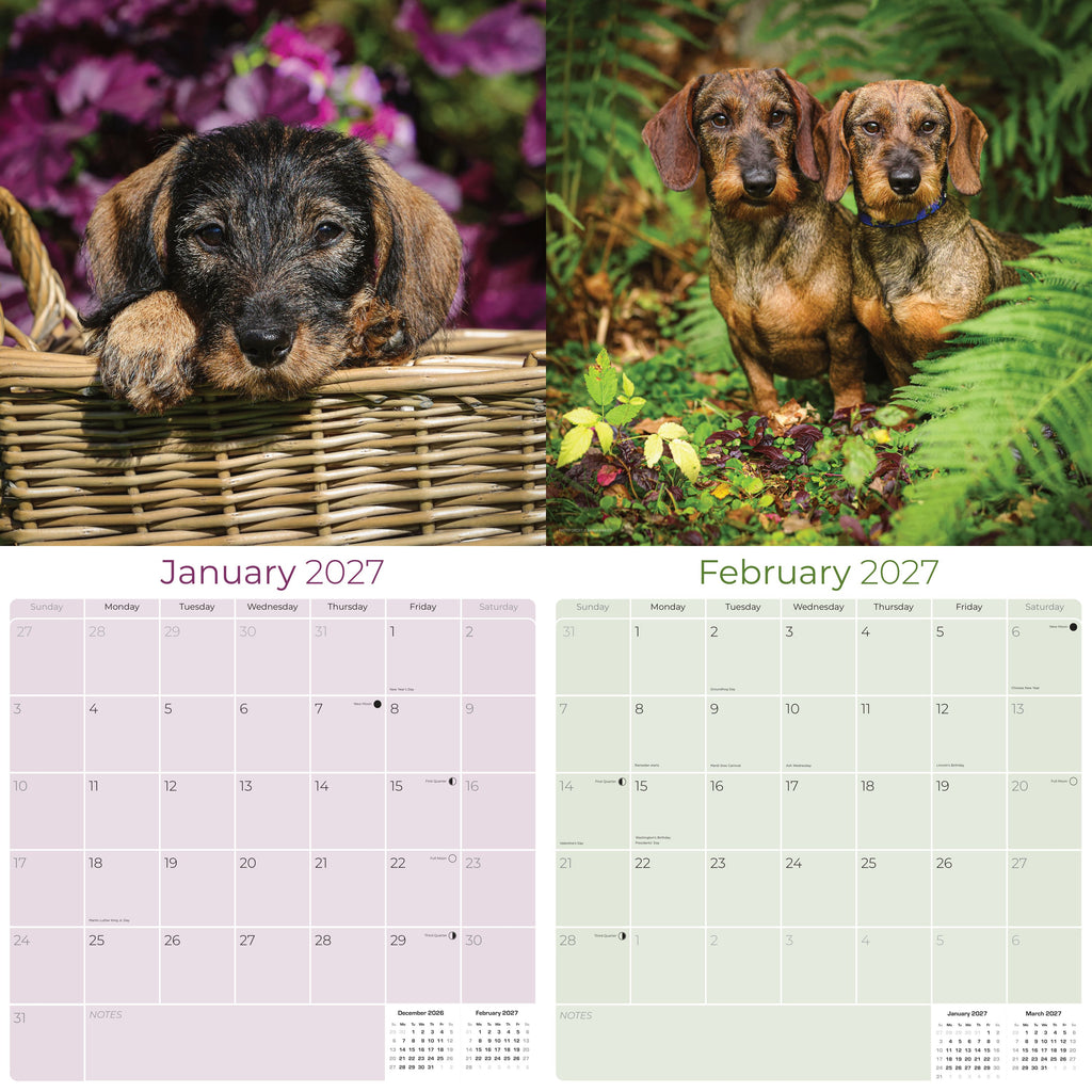 Wirehaired Dachshund Wall Calendar 2027 - 12" x 12" Monthly Clever & Gritty Wire Coat Hound Breed Calendar
